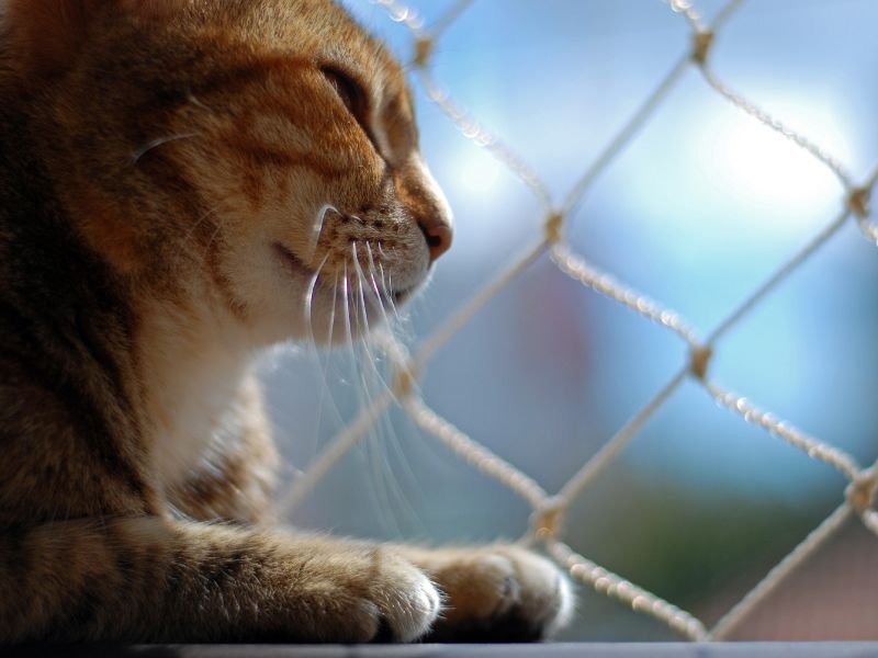 Tela de Proteção para Gatos em São José dos Campos Tela de Proteção para Gatos em São José dos Campos